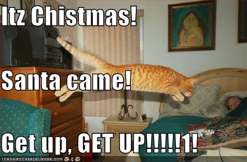 Christmas+Cat+Humor+funny+picture+(208).jpg