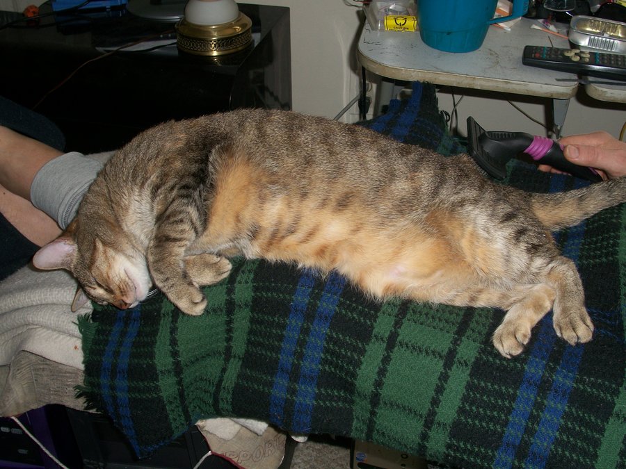 cinnamon with belly exposed.JPG