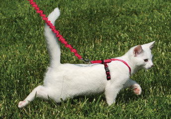 CKH white cat red harness