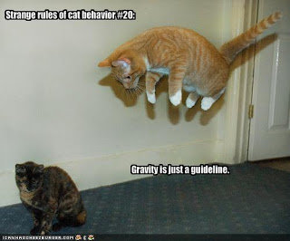 Cool funny cat pictures with captions (1).jpg