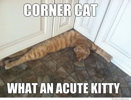 Corner Cat.jpeg