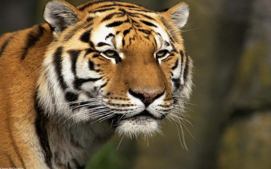 Curious Cat, Siberian Tiger (Copy).jpg