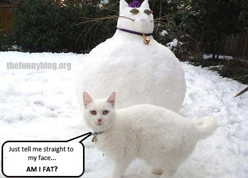cute-snow-cat-funny-meme.jpg