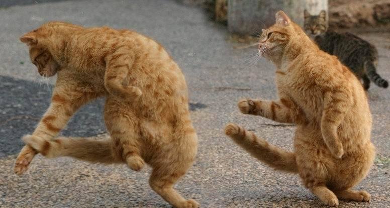 dancing-cats-big.jpg
