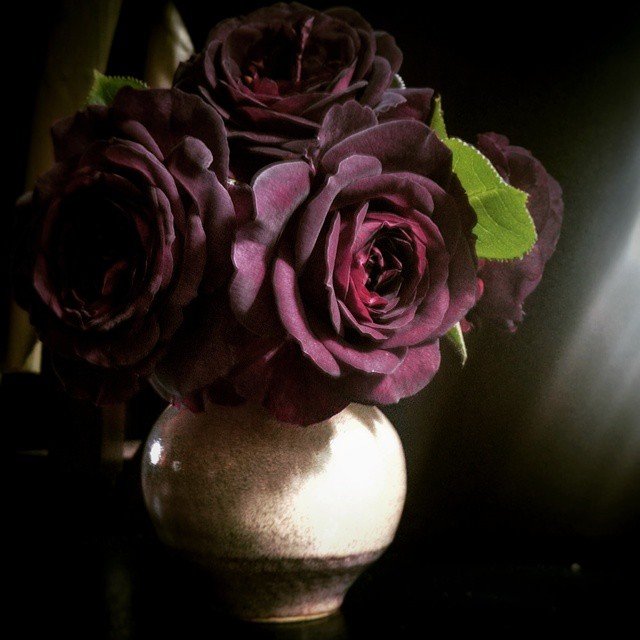 dark roses.jpg