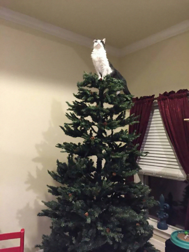 decorating-cats-destroying-trees-christmas-62__605