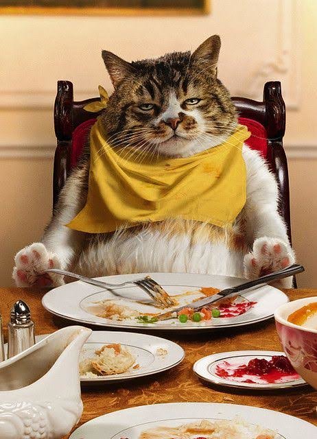 dinner cat.jpg