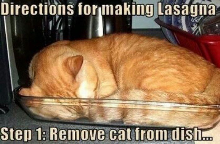 Directions+for+making+lasagna+cat+meme+more+funny+