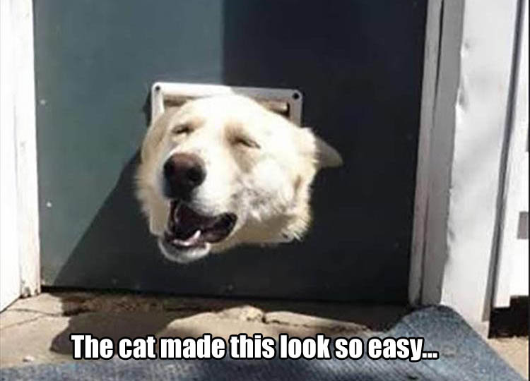 dog-door-funny.jpg