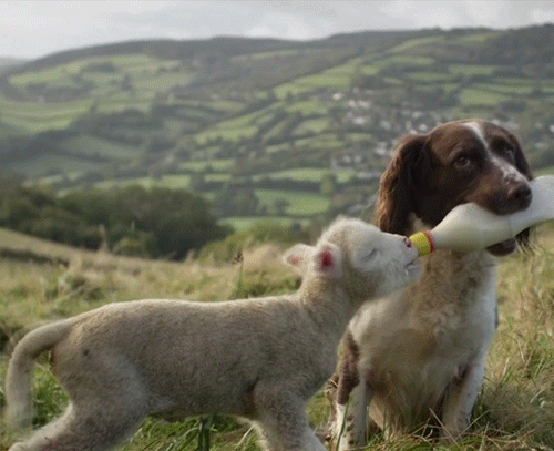 dog feeding lamb.gif