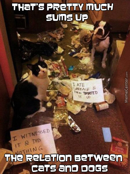 dogs-are-messy-cats-are-evil-that-amp-039-s-it_o_3