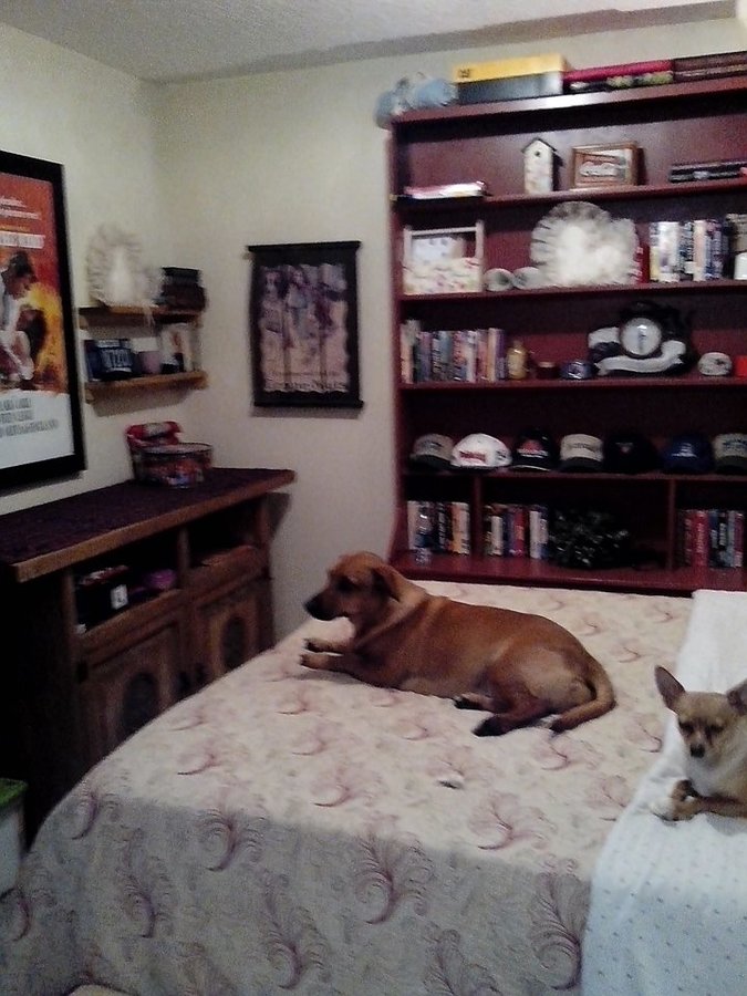 dogs bedroom.jpg