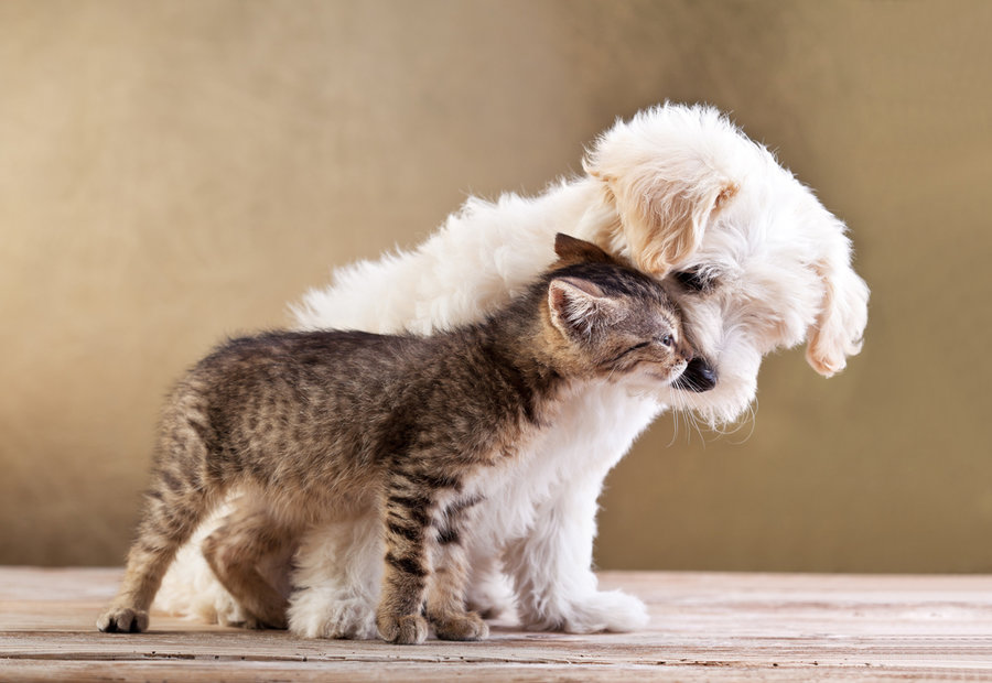 dogs-cats-introduction.jpg