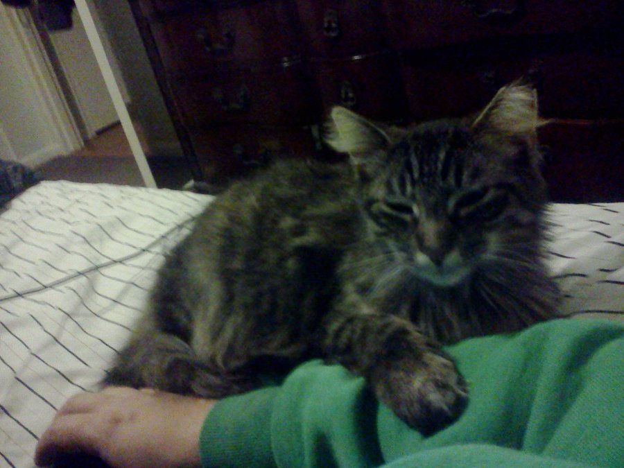 Dolly with her Paw on my Arm.jpg