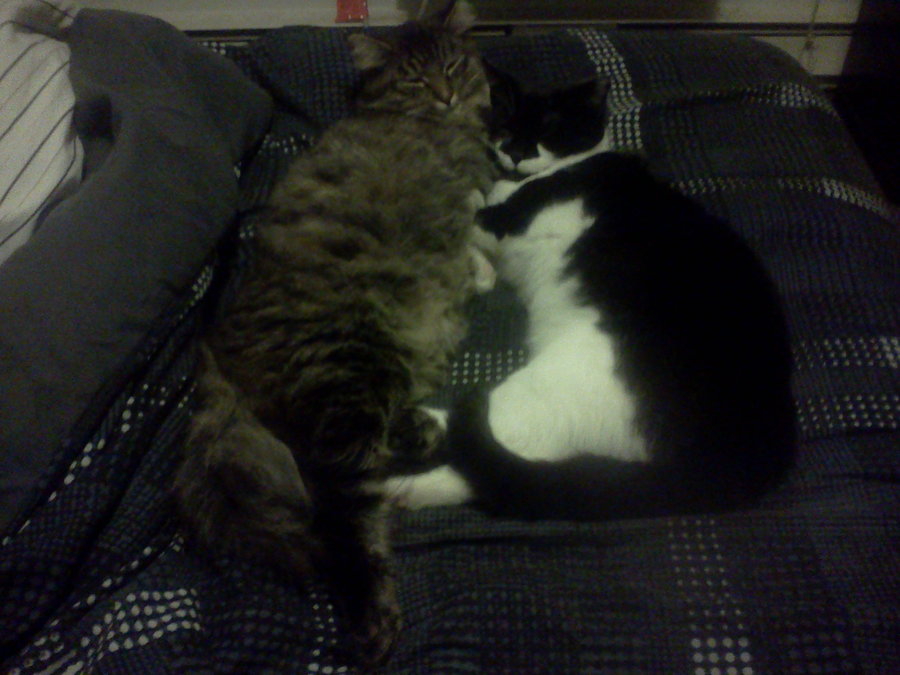 Dolly & Wren Comfy on my Bed.jpg