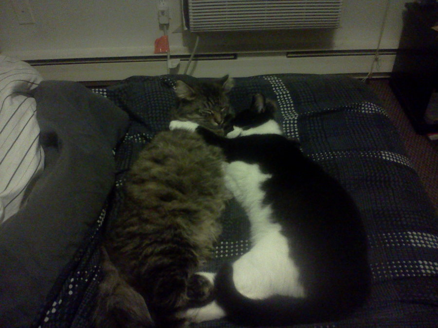 Dolly & Wren on my Bed.jpg
