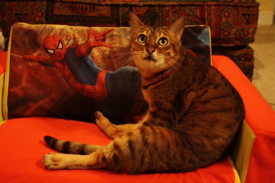elsa and the spiderman couch.jpg