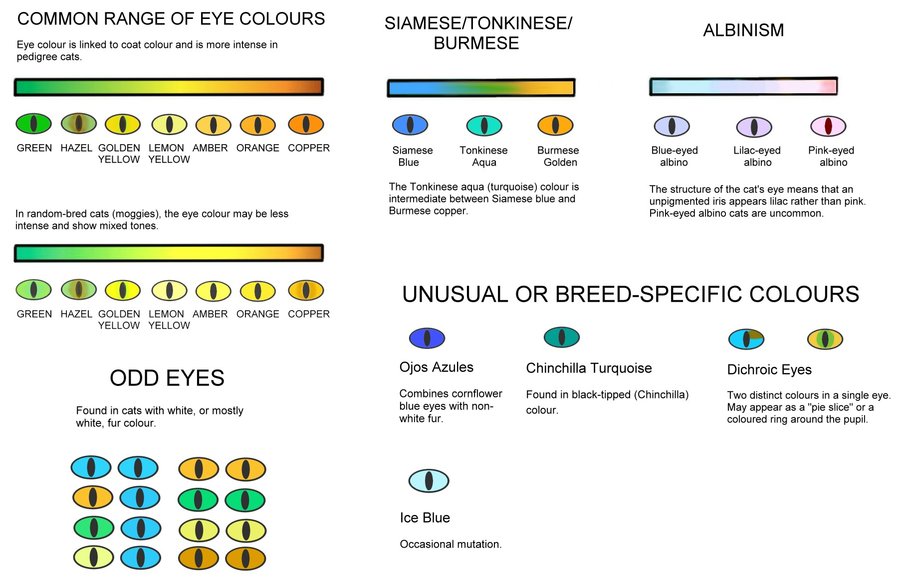 eye-colours.jpeg