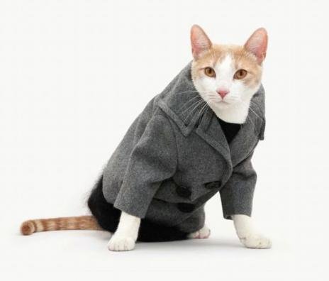 fashion-cats-models2.jpg