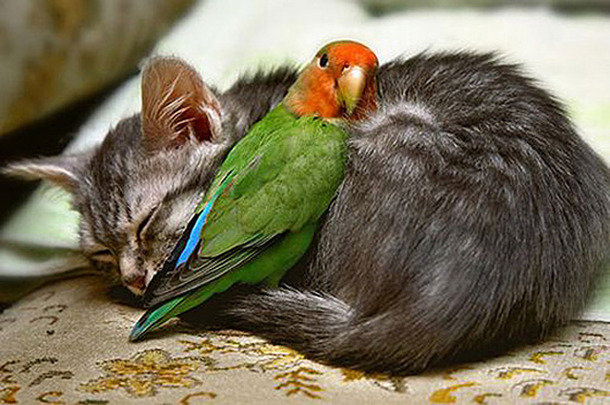 Favim.com-animals-bird-cat-love-726239.jpg