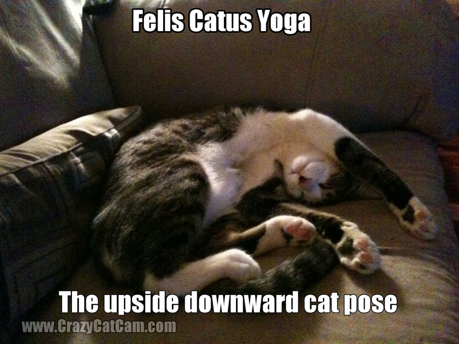 Feils-Catus-Yoga-.jpg