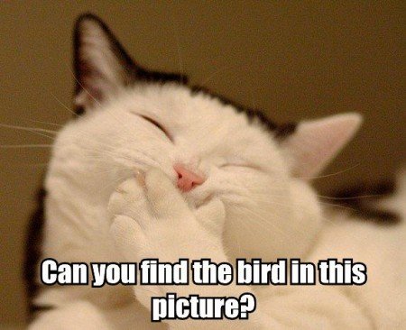Find Bird.jpg