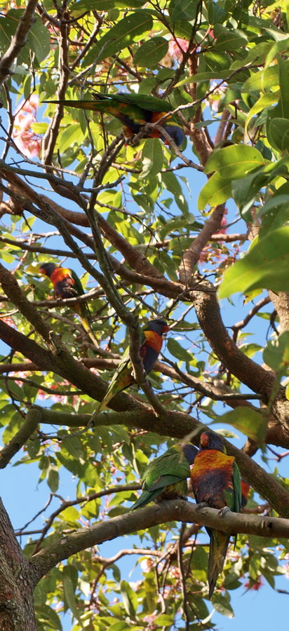 fl gum 5 parrots.jpg