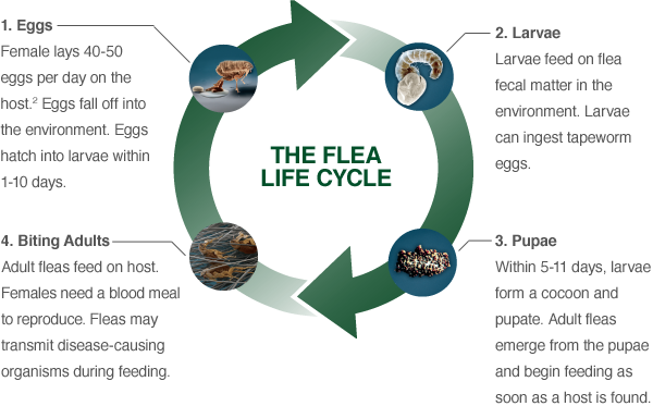 flea-life-cycle.png