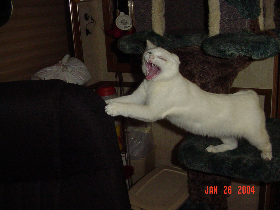 Flowerbelle yawning stretching Jan 26 2004.jpg