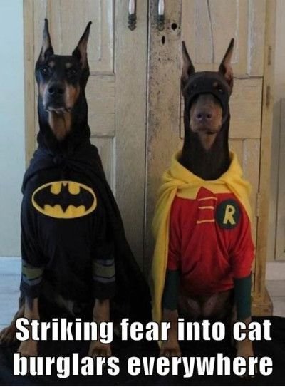 Funniest_Memes_striking-fear-into-cat-burglars-eve