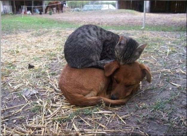 funny-animals-cat-sitting-on-dog.jpg