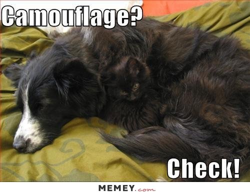funny-black-cat-dog-camouflage.jpg