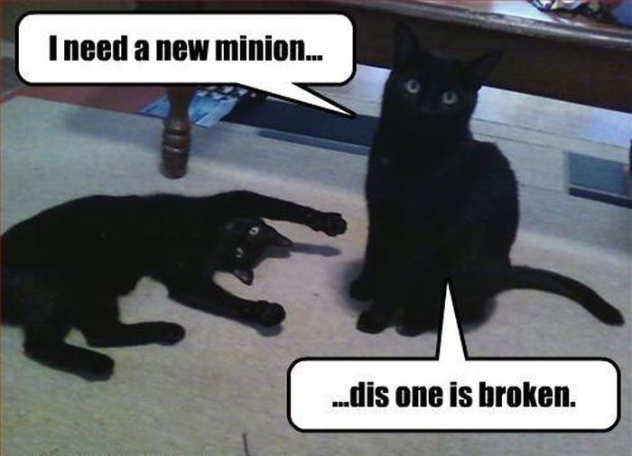funny-black-cats-memes.jpg