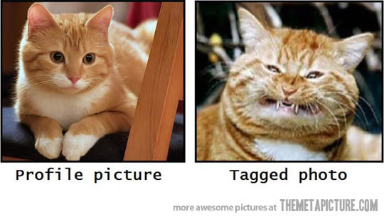 funny-cat-happy-angry-photos.jpg