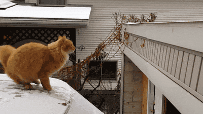 Funny-cat-jumping.gif
