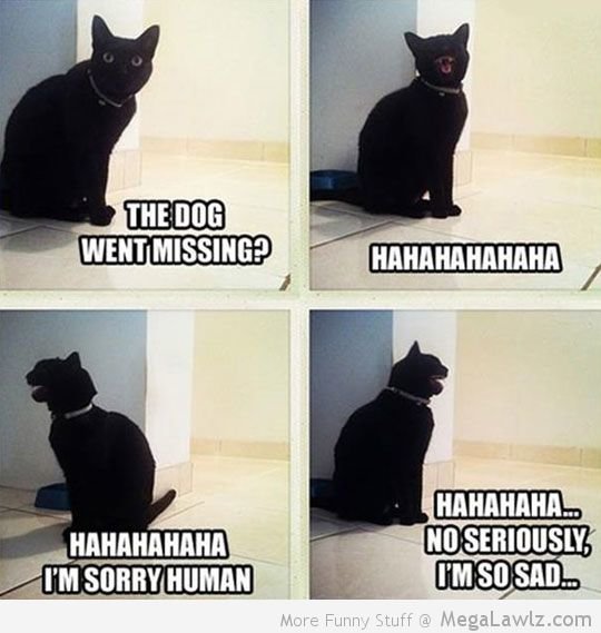funny-cat-laughing-lost-dog.jpg