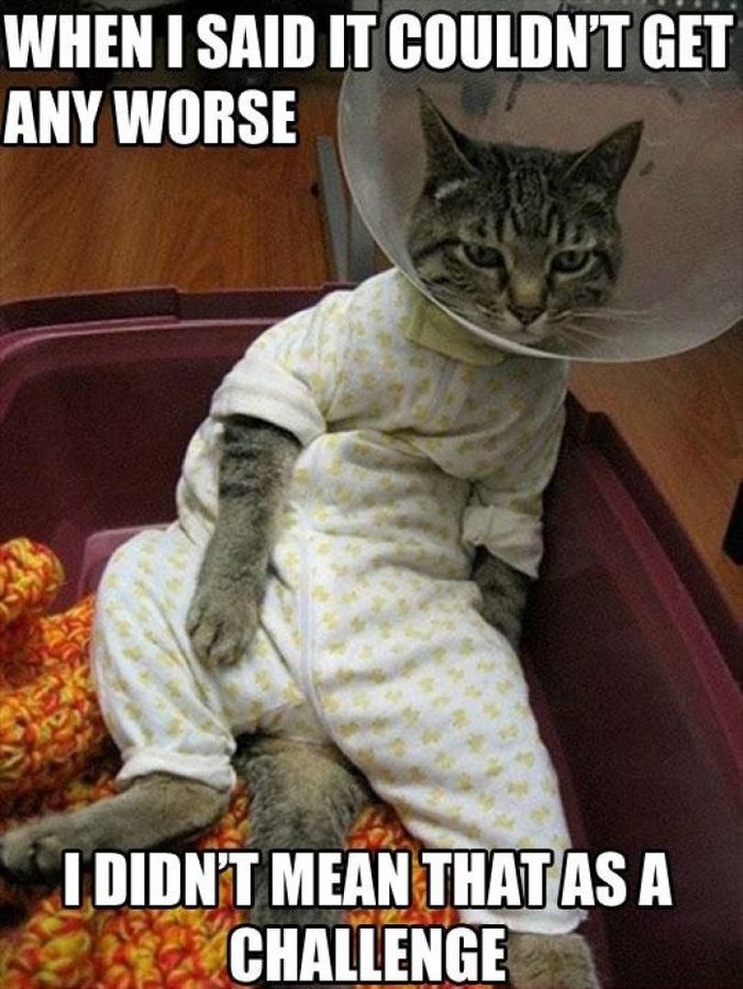 Funny-cat-meme-1.jpg