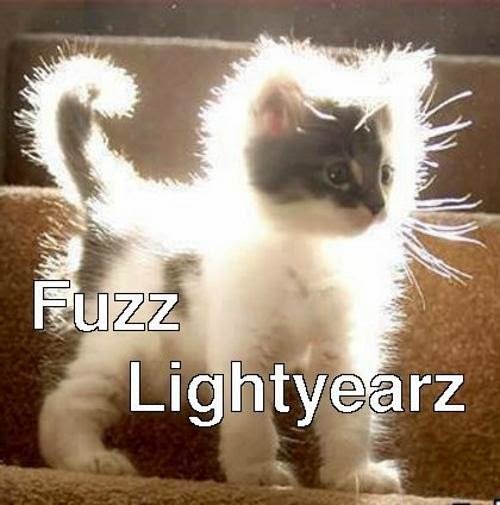 funny-cat-meme-fuzz-lightyear.jpg
