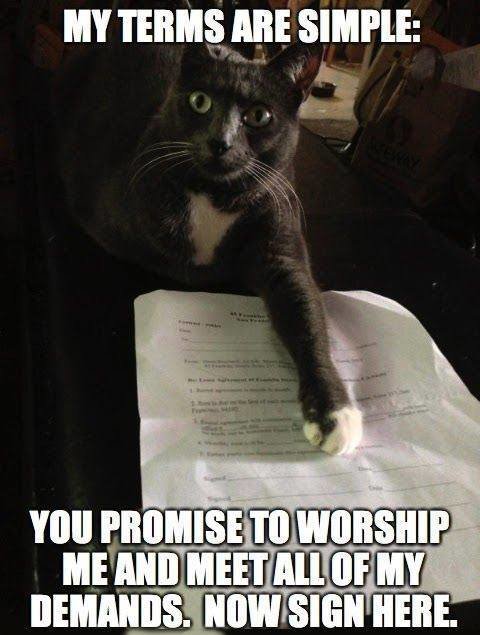 Funny-cat-meme-My-terms-are-simple.jpg