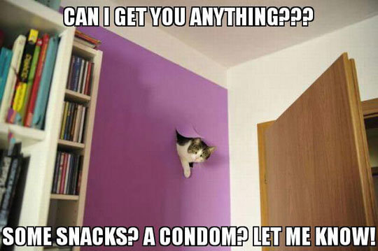 funny-cat-peeking-hole-wall-room.jpg