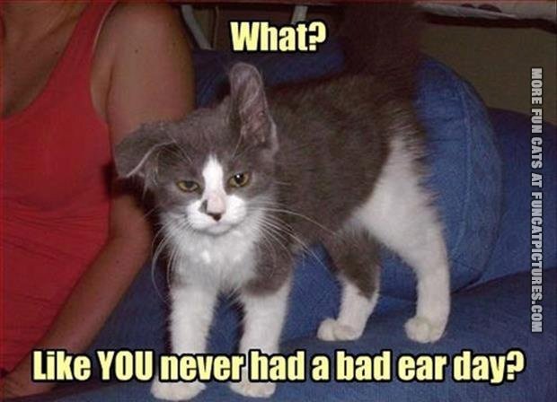 funny-cat-picture-bad-ear-day.jpg