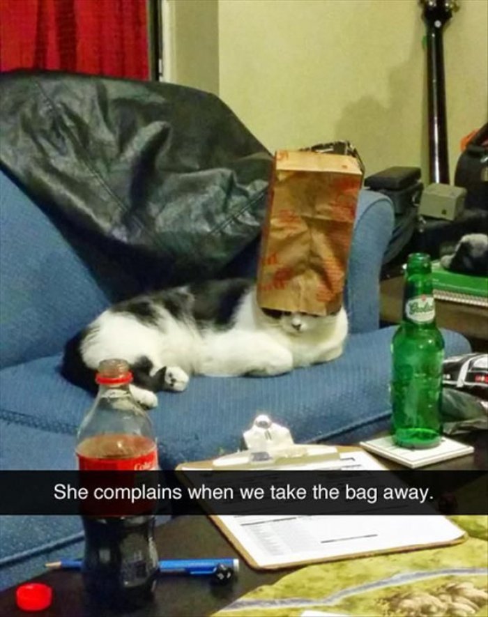 Funny-cat-snapchat.jpg