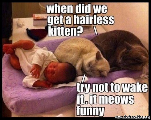 funny-cats-meme-photo-picture-when-did-we-get-a-ha