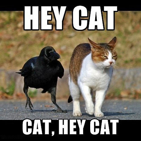 funny-crow-cat-joke.jpg
