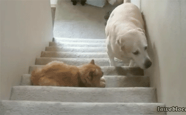 funny-gif-dog-afraid-stairs-cat.gif
