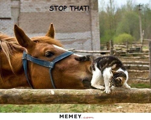 funny-horse-smelling-cat.jpg
