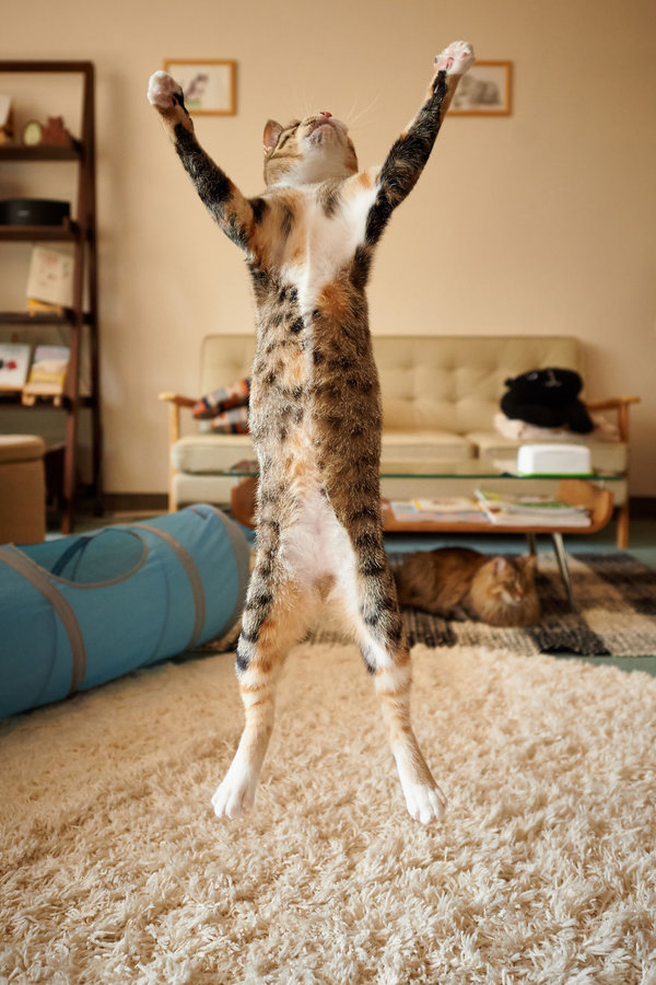 funny-jumping-cats-96__880.jpg