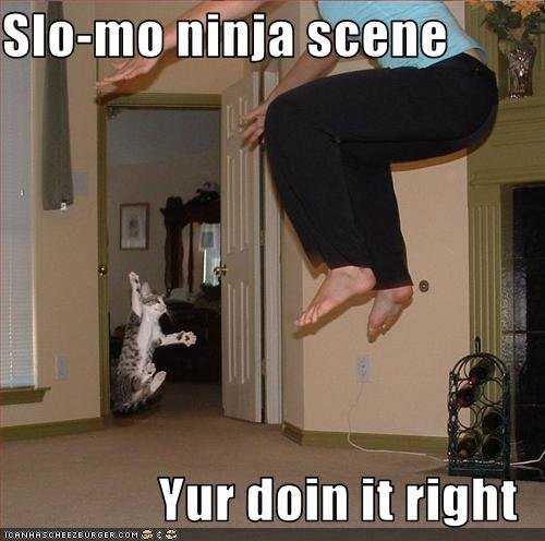 funny-pictures-cat-does-ninja-scene.jpg