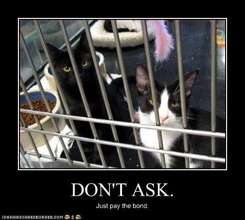 funny-pictures-cats-are-in-jail_zps1ulrnfix.jpg