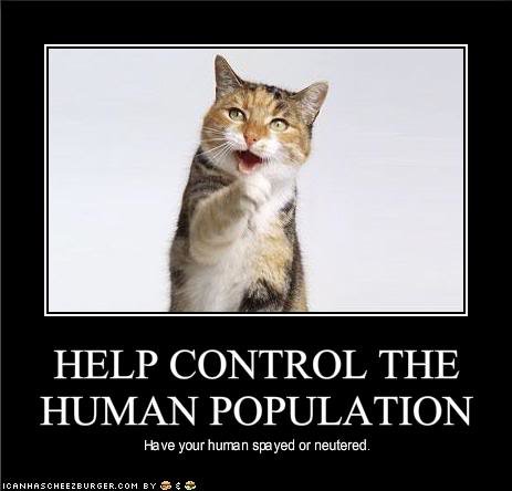 funny-pictures-helpful-cat-suggests.jpg